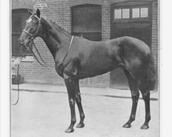 stallion Papyrus xx (Thoroughbred, 1920, from Tracery xx)