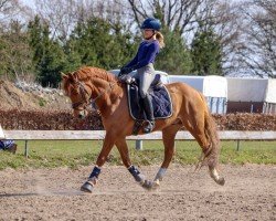 jumper Der Halbblutprinz (German Riding Pony, 2014, from Dimension AT NRW)