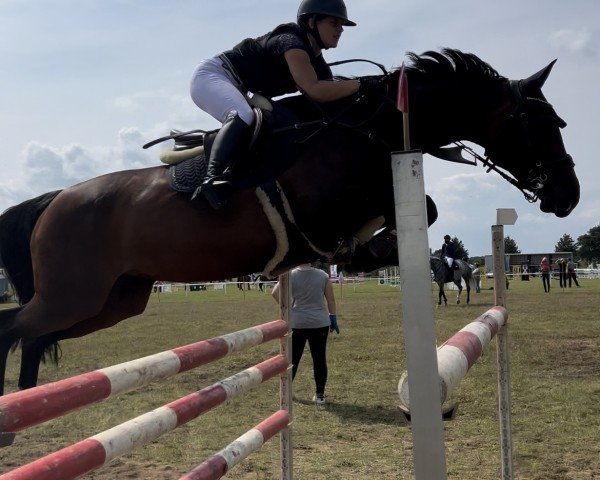 Springpferd Casina 17 (Holsteiner, 2012, von Lasino)