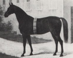 broodmare Ebba (Hanoverian, 1865, from Zernebog)