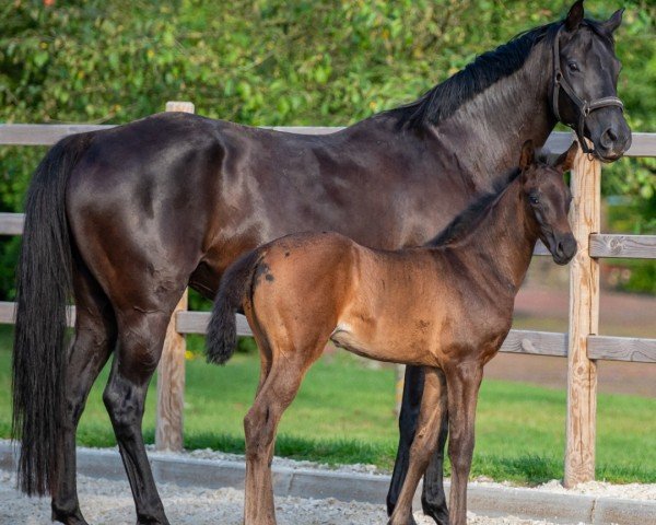 foal by Stute von Bon Amour / Millennium/T. (Westphalian, 2024, from Bon Amour)