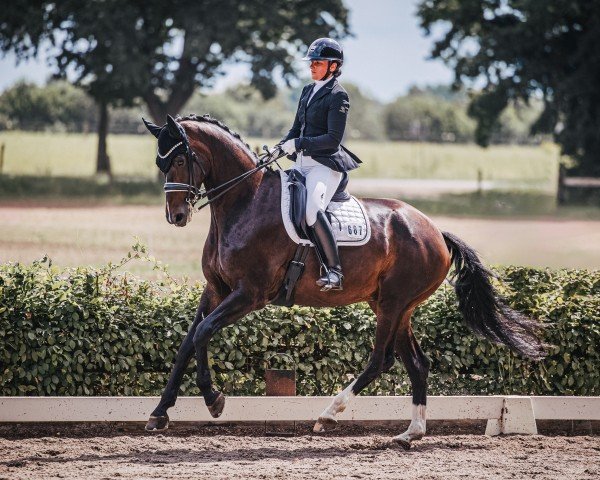 dressage horse Zyklon 8 (Hanoverian, 2018, from Zoom)