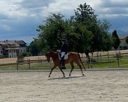 dressage horse Zabol W (Bavarian, 2018, from Birkhof's Zalando OLD)