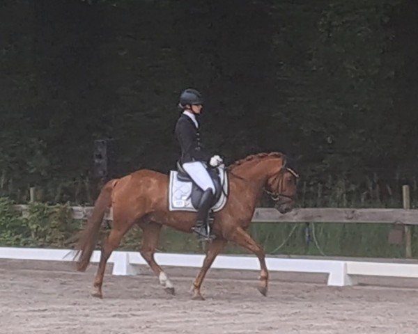 dressage horse Pinot Noir 25 (Pony without race description, 2020)