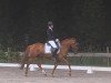 dressage horse Pinot Noir 25 (Pony without race description, 2020)