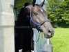 dressage horse Rock Star 18 (Rhinelander, 2015, from Rockefeller)