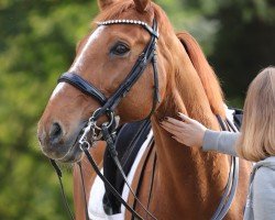 dressage horse Red Rubin 10 (Oldenburg, 2006, from Revan)