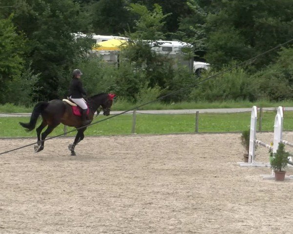 Reitturnier Gossau 2024
