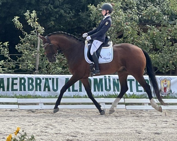 dressage horse Bailador S (Hanoverian, 2015, from Buckingham)