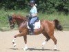 dressage horse Very Fine Lady 2 (Westphalian, 2011, from Vitalis)