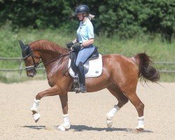 dressage horse Very Fine Lady 2 (Westphalian, 2011, from Vitalis)