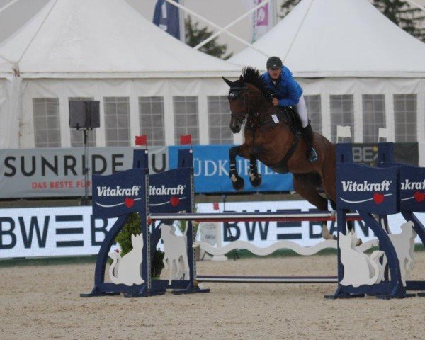 jumper Querido Carino (Oldenburg show jumper, 2017, from Quantos 17)