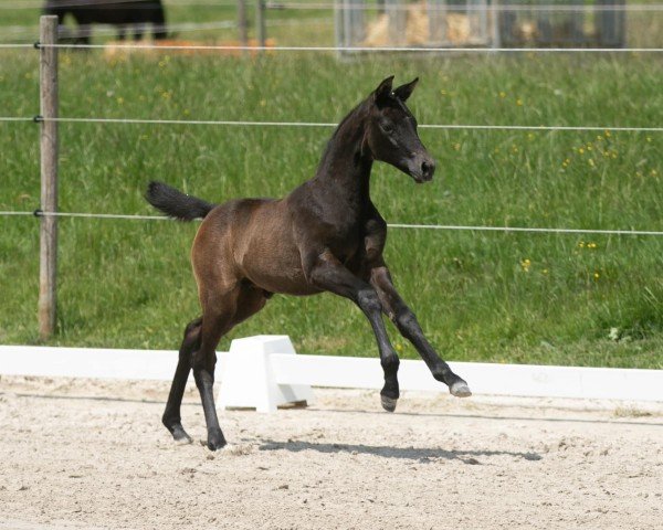 Springpferd Aschenputtel (Trakehner, 2023, von Kind of Magic)