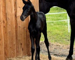 foal by Abrakadabra (Trakehner, 2024, from Helium)