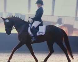 dressage horse Diamond Daisy 2 (Rhinelander, 2011, from Demirel)