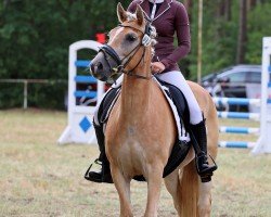 dressage horse Austria S.O. (Haflinger, 2019, from Amore Mio)