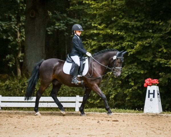 dressage horse Brookmount Arthur (Pony without race description, 2014)