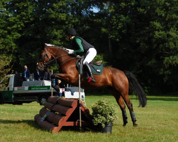 Springpferd Friedrichshof Night and Day (Deutsches Reitpony, 2020, von FH Nightcapitol)