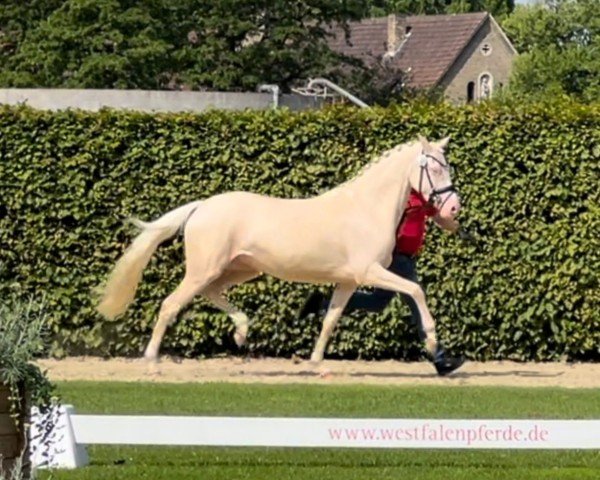 dressage horse Die Eiskönigin PP (German Riding Pony, 2021, from Dating At NRW)