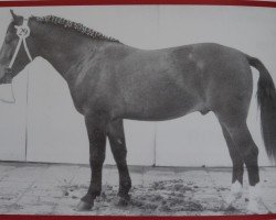 stallion Elbteich Mo 1238 (Heavy Warmblood, 1964, from Elbstrom Mo 1159)