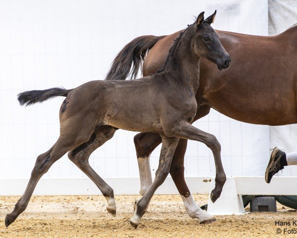 Fohlen von Adrenalin (Österreichisches Warmblut, 2024, von Apache)