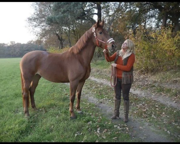 Pferd Venus (KWPN (Niederländisches Warmblut), 2002, von Optimist)