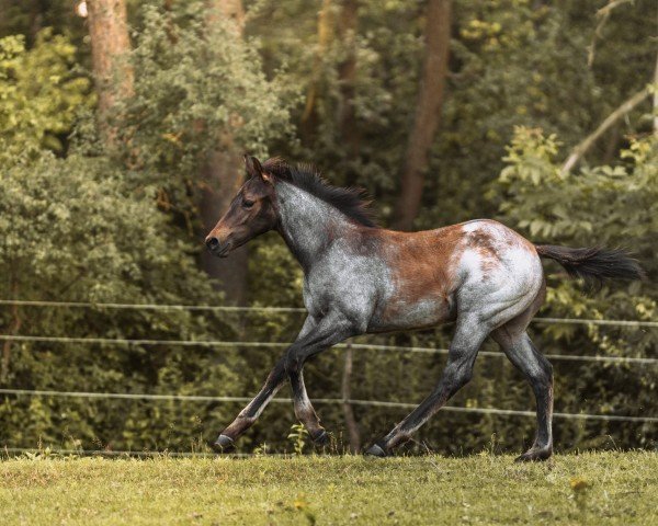 Pferd Brooklyn (Quarter Horse, 2024)