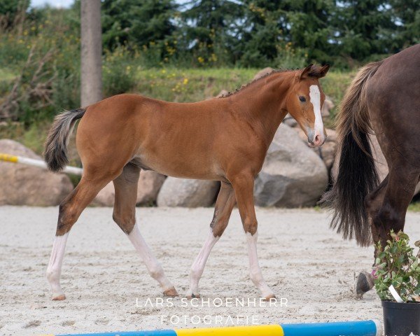 foal by Stute von Esmeraldo / Quidams Rubin (Oldenburg show jumper, 2024, from Esmeraldo FM)