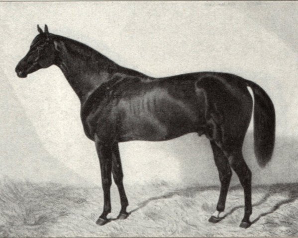 stallion The Nigger xx (Thoroughbred, 1847, from Robert de Gorham xx)