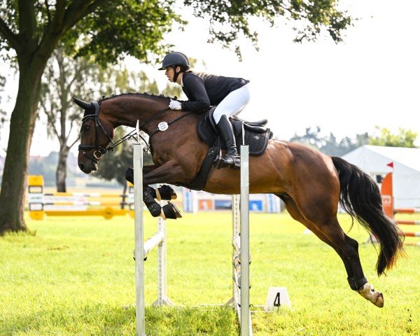 jumper Sokrates 158 (German Sport Horse, 2017, from Shomari S)