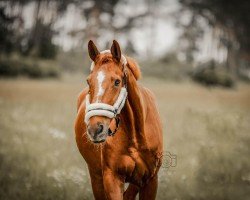 dressage horse Ramon (Sachse, 1996, from Rosenzauber)