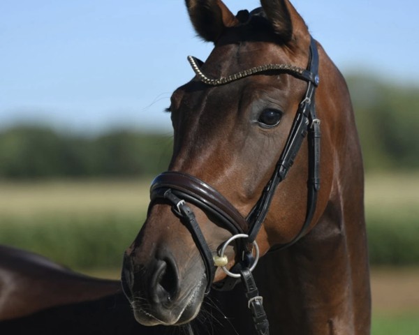 broodmare Bahama Mama (German Sport Horse, 2020, from BAGGIO)