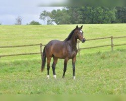 dressage horse Quel Tallulah (German Sport Horse, 2021, from Quaterback)