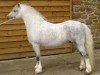 Pferd Dyfed Prophet (Welsh Mountain Pony (Sek.A), 1999, von Dyfed Playwriter)