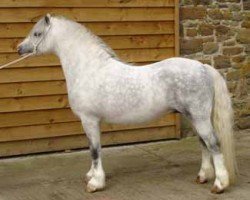 horse Dyfed Prophet (Welsh mountain pony (SEK.A), 1999, from Dyfed Playwriter)