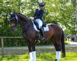 dressage horse Scarlett 757 (Oldenburg, 2014, from Scuderia)