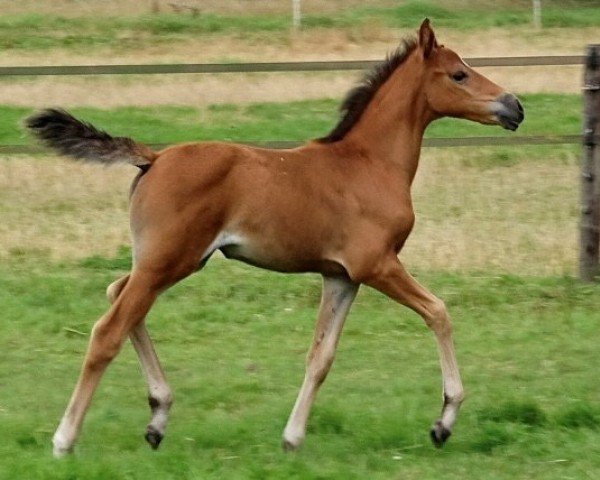 foal by Coco Bay Sy.K. (Dutch riding horses and ponies with Arabic blood content, 2024, from Koetsiershoeve Messenger)