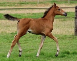 Fohlen Coco Bay Sy.K. ( Niederländische Reitpferde und Ponys mit arabischem Blut, 2024, von Koetsiershoeve Messenger)