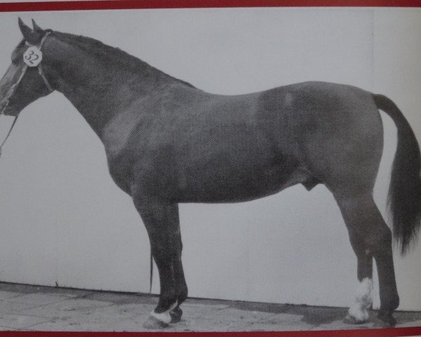 Deckhengst Onix Mo 1237 (Schweres Warmblut, 1964, von Orpheus Th 802)