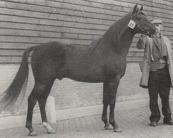 Deckhengst Master O'Freil (Nederlands Rijpaarden en Pony, 1973, von Rose Prince xx)