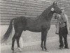 Deckhengst Master O'Freil (Nederlands Rijpaarden en Pony, 1973, von Rose Prince xx)