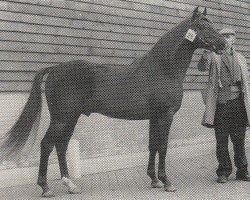 stallion Master O'Freil (Nederlands Rijpaarden en Pony, 1973, from Rose Prince xx)