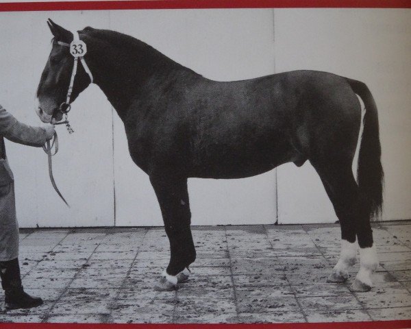 stallion Orwin Mo 1242 (Heavy Warmblood, 1964, from Orpheus Th 802)