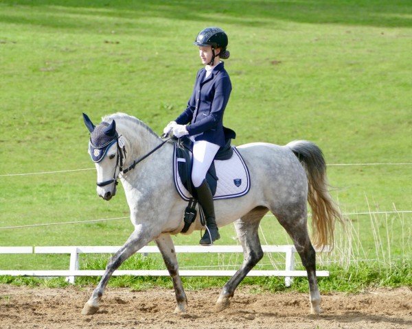 Dressurpferd Delight Z (Deutsches Reitpony, 2013, von Don Dino L)