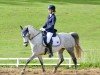 dressage horse Delight Z (German Riding Pony, 2013, from Don Dino L)