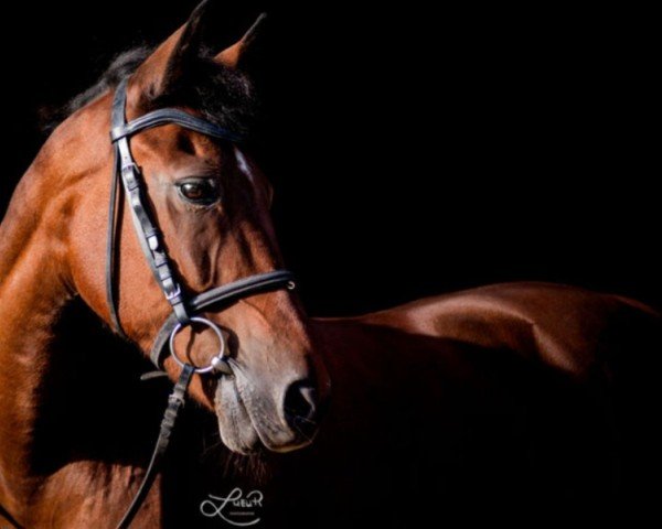 jumper Orchid's Cavendo (New Forest Pony, 2003, from Kantje's Carlando)