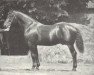 stallion Derb (Hanoverian, 1879, from Derwisch)