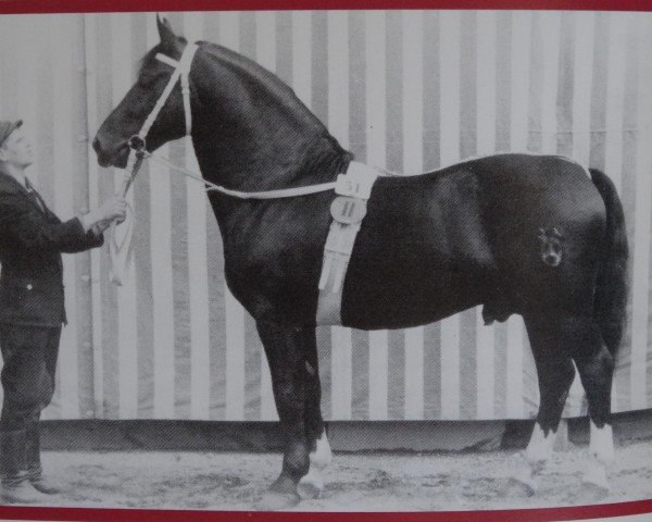 Deckhengst Lenz v. Laucha II Mo 726 (Schweres Warmblut, 1943, von Lord I Mo 189 (OF 1678))