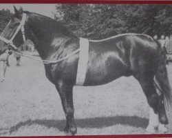 Deckhengst Lump v. Laucha SN 945 (Schweres Warmblut, 1947, von Lenz v. Laucha II Mo 726)