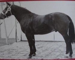 Deckhengst Falko Mo 1240 (Schweres Warmblut, 1964, von Friedolf Mo 1146)